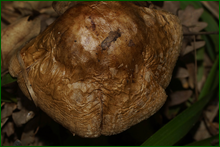 0_e6728_240094b0_orig.png