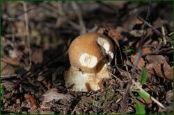 0_1267e5_8c792a3e_orig.jpg