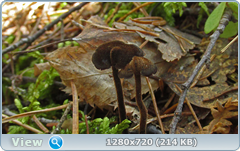 0_10281c_49662633_orig.png