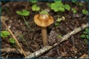 0_d0944_386f32df_orig.jpg