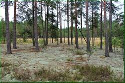 0_14b454_6a53c02d_orig.jpg