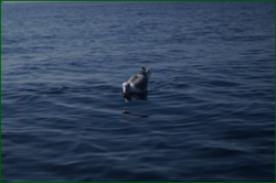 0_d8c54_95309145_orig.png
