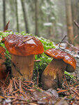 0_79f96_649c7cea_S.jpg