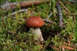 0_1291f6_a9c5ad55_orig.jpg
