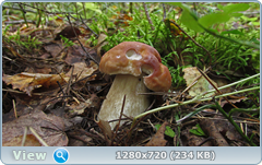 0_1120ad_403536ff_orig.png