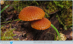 0_1105c3_bd4652bd_orig.png