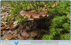 0_11cc02_3b70058d_orig.png