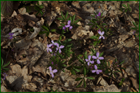 0_e0caf_556d4f40_orig.png