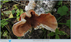 0_fc3ec_dc790969_orig.png