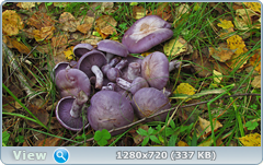 0_fc720_9e67b408_orig.png