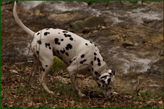 0_104f93_99300a2a_orig.png
