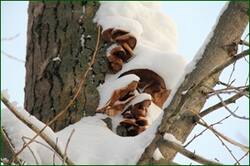 0_15610f_9be7d4ff_orig.jpg