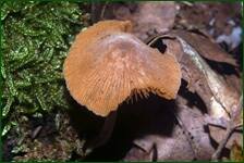 0_fe174_28611dfa_orig.jpg