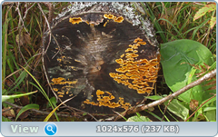 0_12dd29_8d115506_orig.png