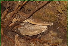 0_1062dc_b485414c_orig.png