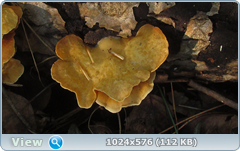 0_12bf2f_2b53fb67_orig.png