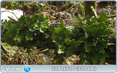 0_10388f_2b38ed0_orig.png