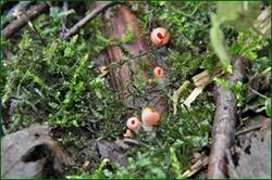 0_155524_43e36c90_orig.jpg