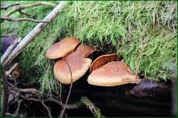 0_134f25_c0fc7164_orig.jpg