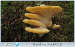 0_11090e_69749443_orig.png