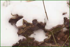0_10630a_a2340a06_orig.png
