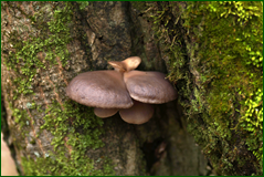 0_104f73_3bc40e31_orig.png