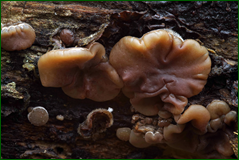 0_104e3f_cb8ed872_orig.png