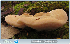 0_f281e_77a301d2_orig.png