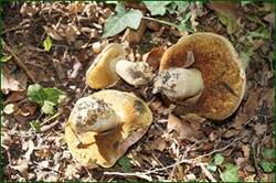 0_c3426_3040b643_orig.jpg