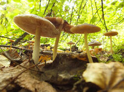 0_c1f2d_32202bb4_M.jpg