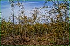 0_c289e_25bedc11_orig.jpg