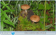 0_e90dd_4936bb10_orig.png