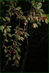 0_c12db_7b5fc072_orig.jpg