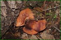 0_c1a1f_2e5646b6_orig.jpg