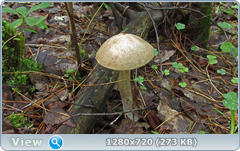 0_109668_cdeff8a1_orig.png