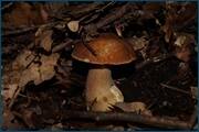 0_d2400_cc1606af_orig.jpg