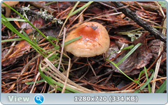0_e5863_1b2dee1c_orig.png