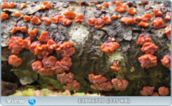 0_e38d8_8382f50f_orig.png