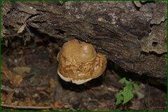 0_c2901_79548ee5_orig.jpg