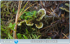 0_12c99e_5f7862d0_orig.png