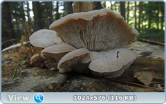 0_12bf27_74d47b6e_orig.png