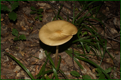 0_e445d_21d2bdfb_orig.png