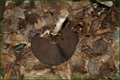 0_e4467_c3a64afe_orig.png