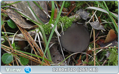 0_105553_21a0bf44_orig.png