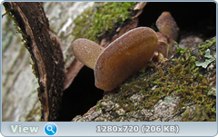 0_10b2f0_96126938_orig.png