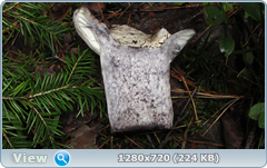 0_10b52c_5ce16d66_orig.png