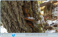 0_115867_b5fb4654_orig.png