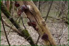 0_f57d2_e985717_orig.jpg