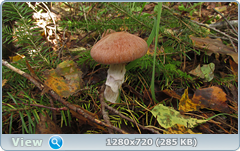 0_1121a4_f1bfa42d_orig.png