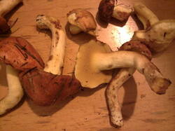 0_d3c5f_385088b0_M.jpg